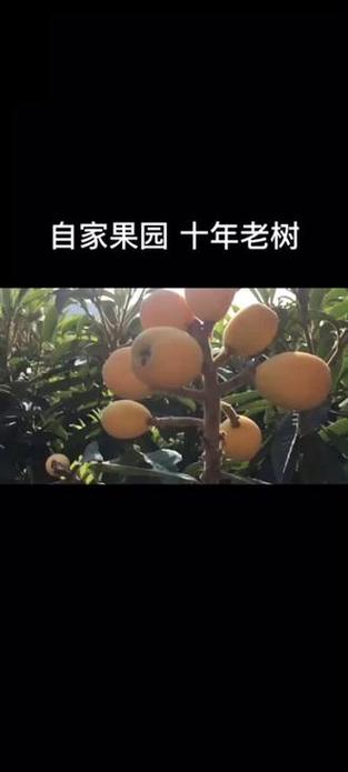澳门一码一肖一特一中管家和老人上树摘枇杷被困与爬树摘枇杷
