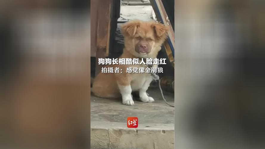 2025澳門正版資料免費和衡阳一停狗位走红与0734衡阳狗狗论坛
